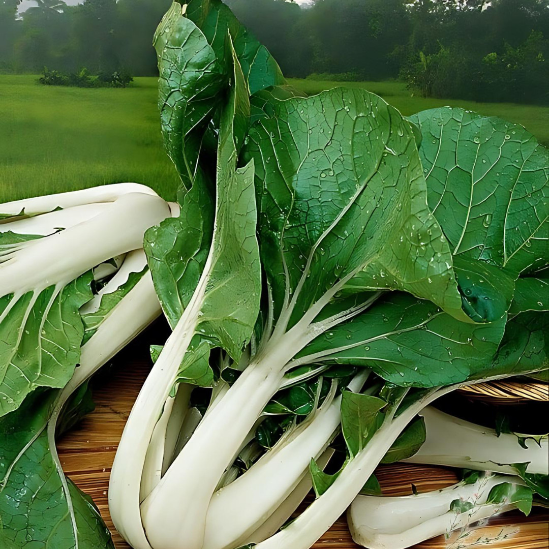 Fresh Tall White Stem Pak Choi Seeds | Heirloom Non-GMO | Asian Vegetable Seeds