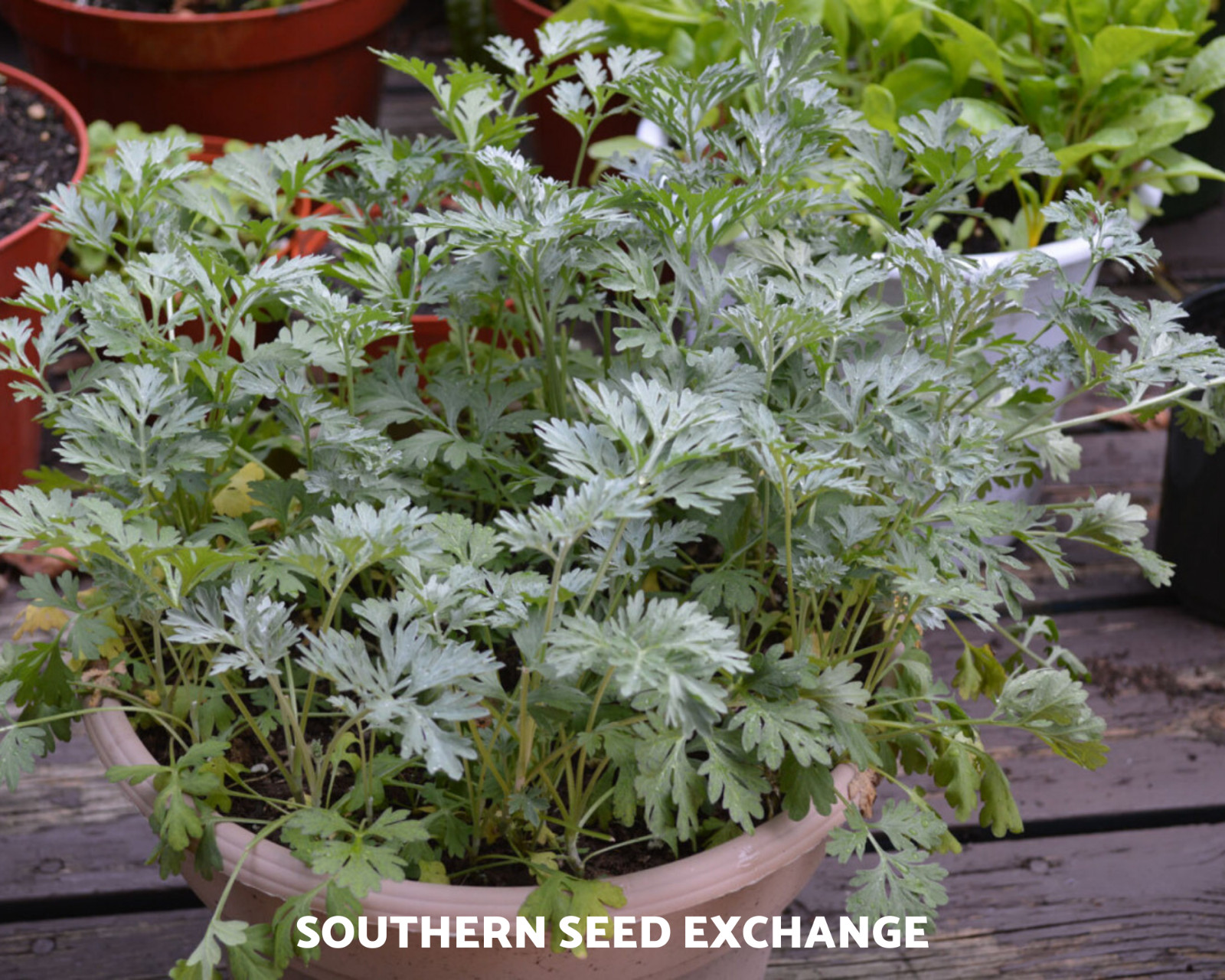 Wormwood (Artemisia Absinthium) – Medicinal Herb – Repellent – 200 seeds