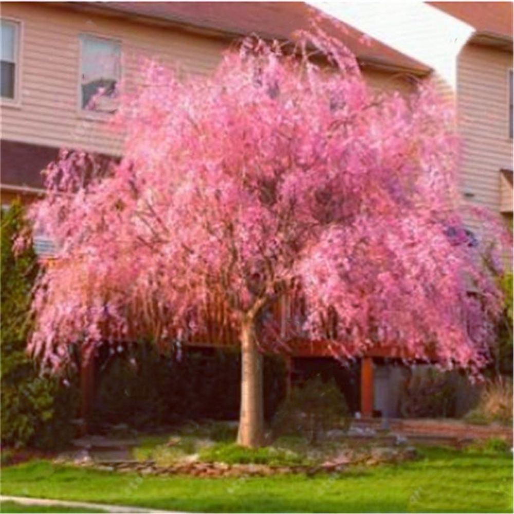 (10) WEEPING SAKURA CHERRY TREE SEEDS rare exotic flower USA SELLER W/TRACK