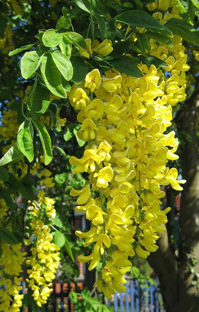 1-1000 PCS Golden Chain Rain Tree Seeds Laburnum Anagyroides Yellow Flower 0148