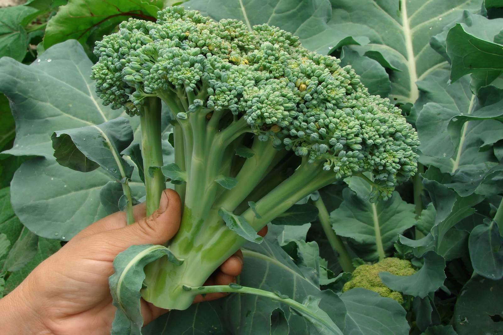 Waltham 29 Broccoli Seeds Non-GMO Heirloom, Tracking Included, Backyard