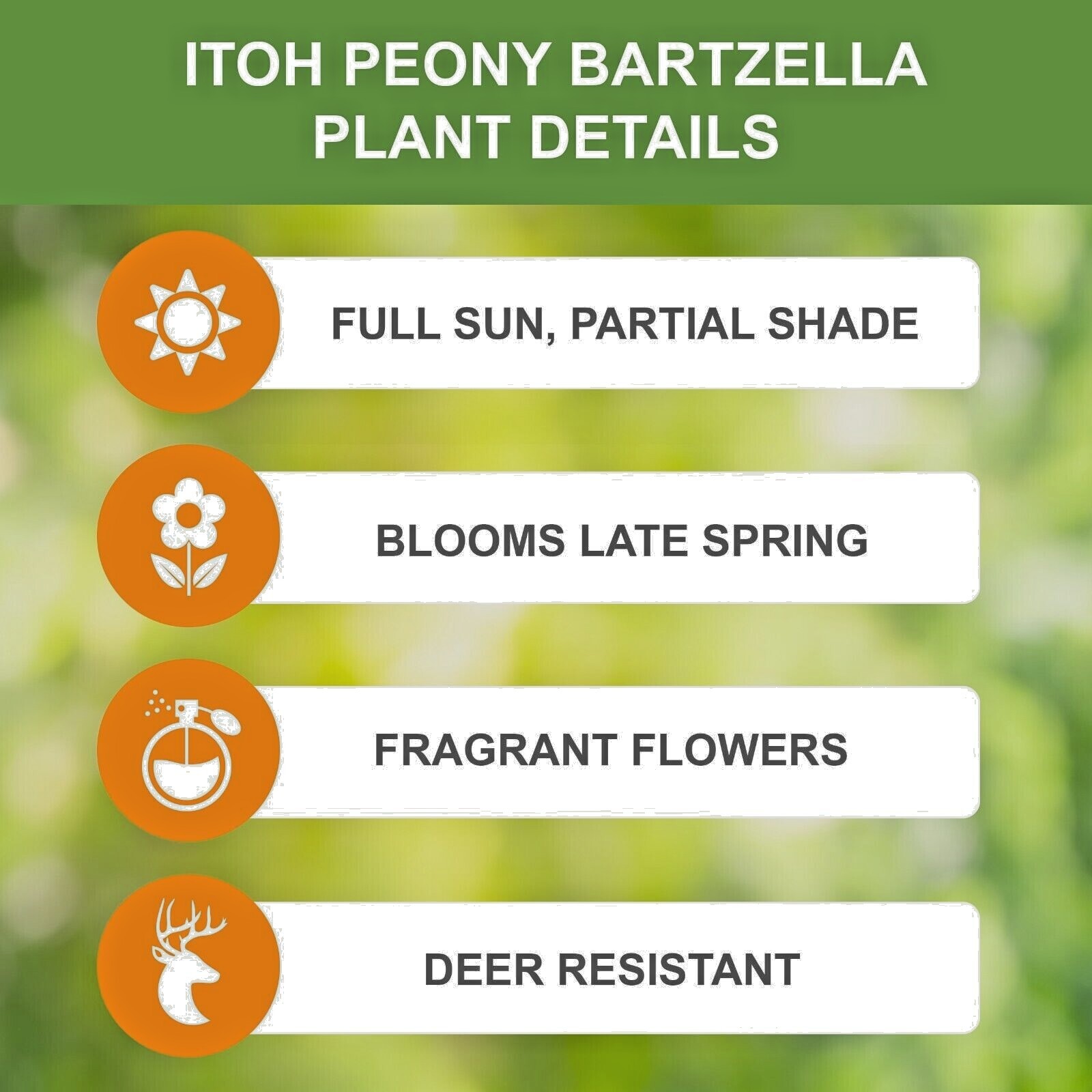 Garden State Bulb Bartzella Itoh Peony Bare Roots, Spring Planting