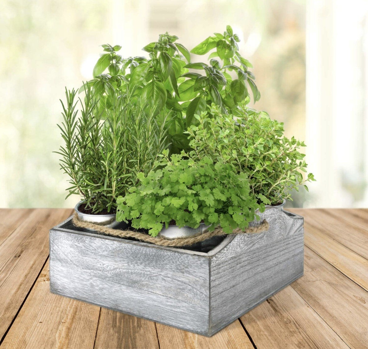 Buzzy Organic Herb Garden countertop Grow Kit – Wooden Crate – Windowsill Plants