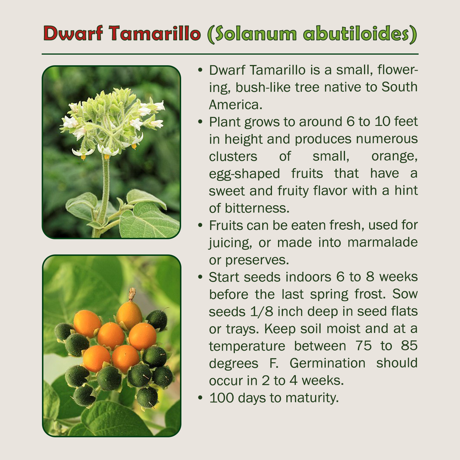 20 Dwarf Tamarillo Seeds, Solanum Abutiloides, Organic, Non-GMO, Genuine USA