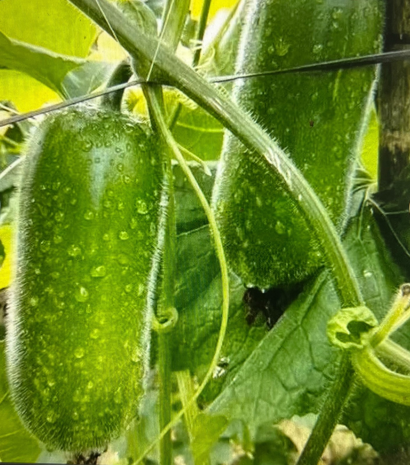 40 + WAX GOURD Winter Melon White Ash Benincasa Hispida Vegetable Seeds Bi Dao