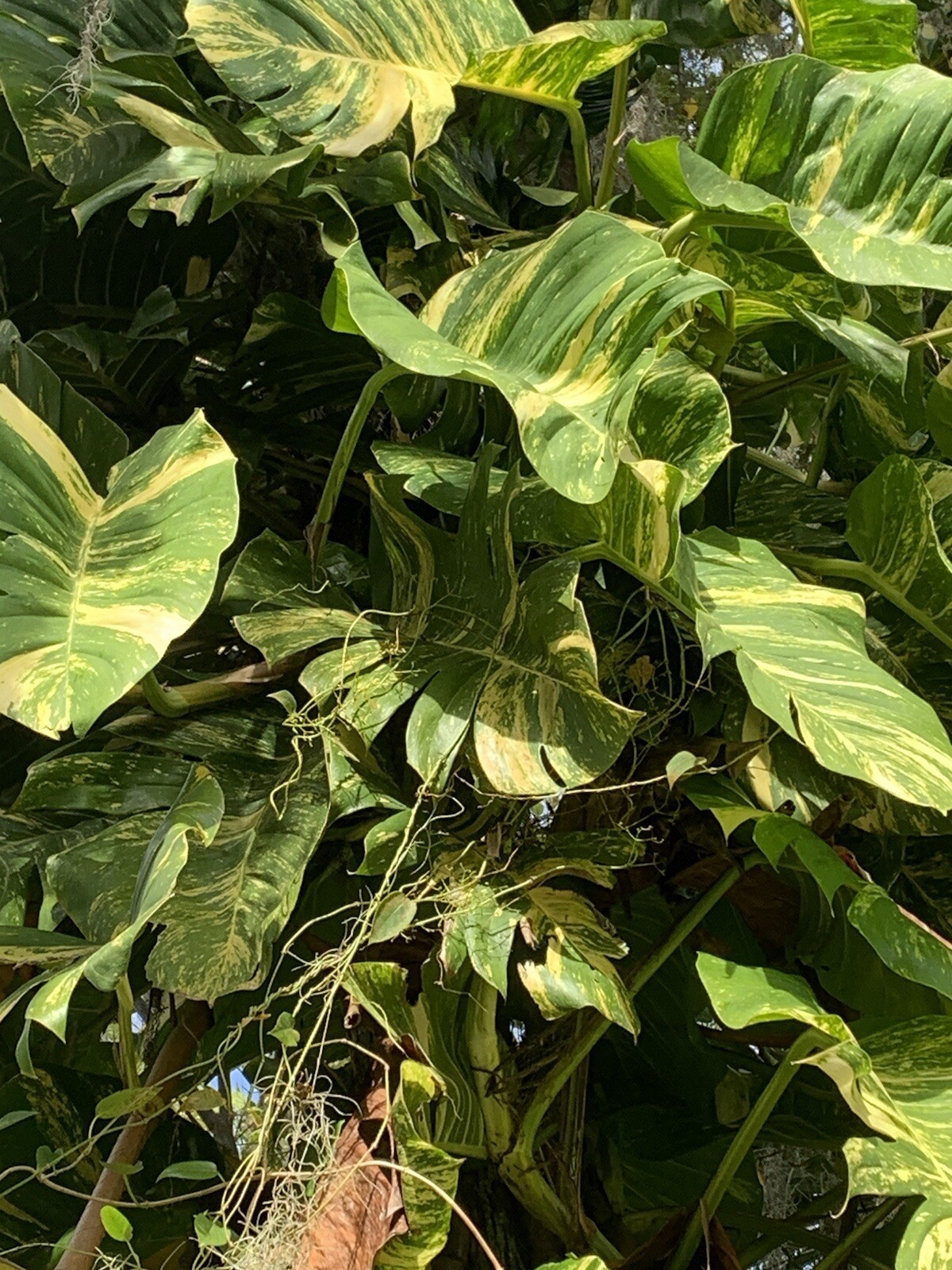 Variegated Giant Golden Pothos, well rooted plant shipped in container with soil