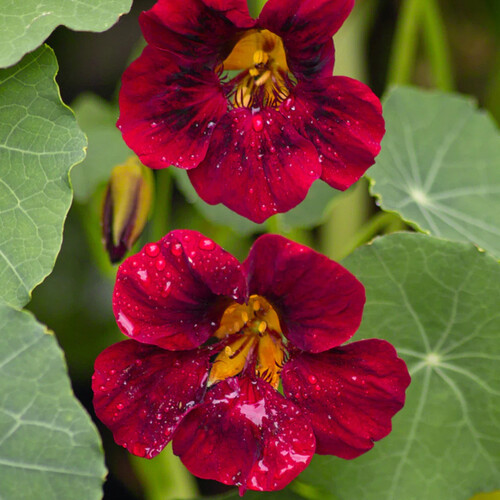 Black Velvet Nasturtium Seeds | Non-GMO | Free Shipping | Seed Store | 1296
