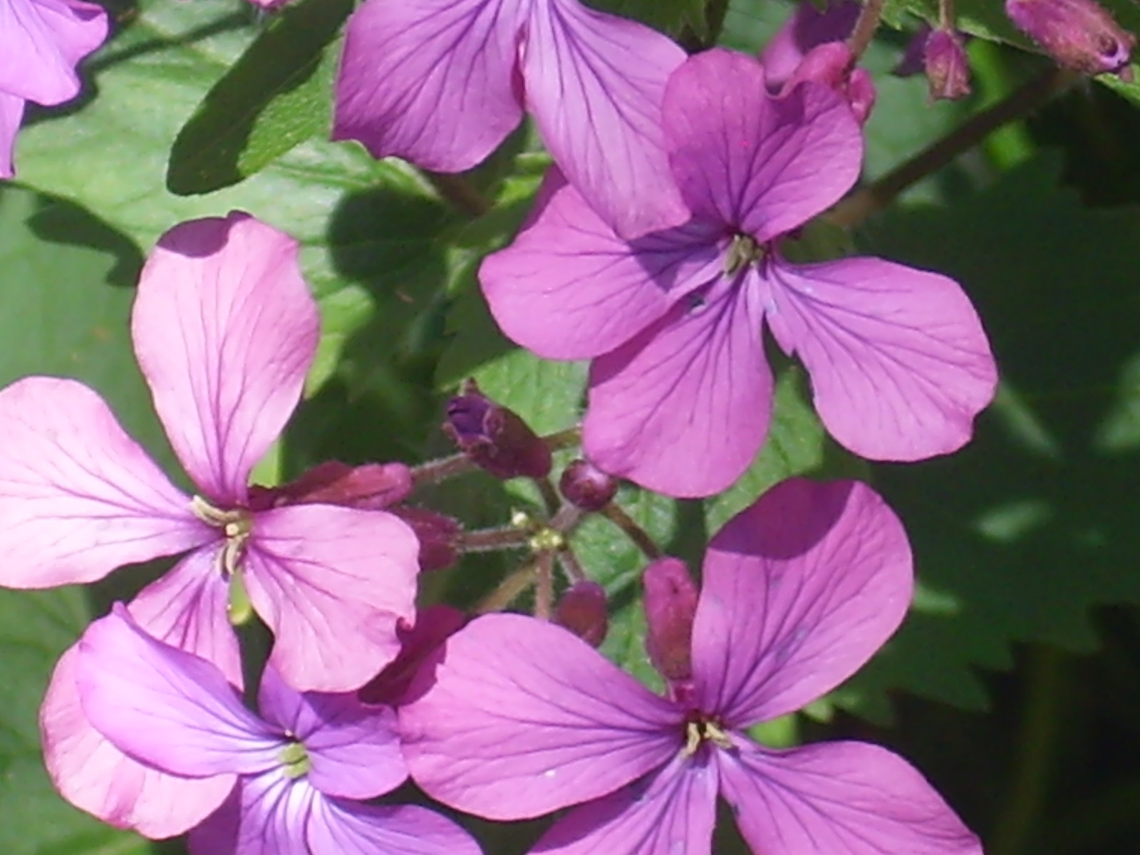 40 PURPLE MONEY PLANT SEEDS ( LUNARIA ANNUA )