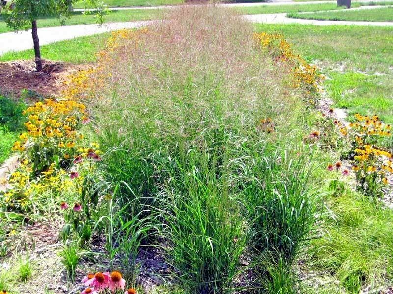1001+SWITCHGRASS Seeds Native Tall Grass Prairie Ornamental Perennial Fast Easy