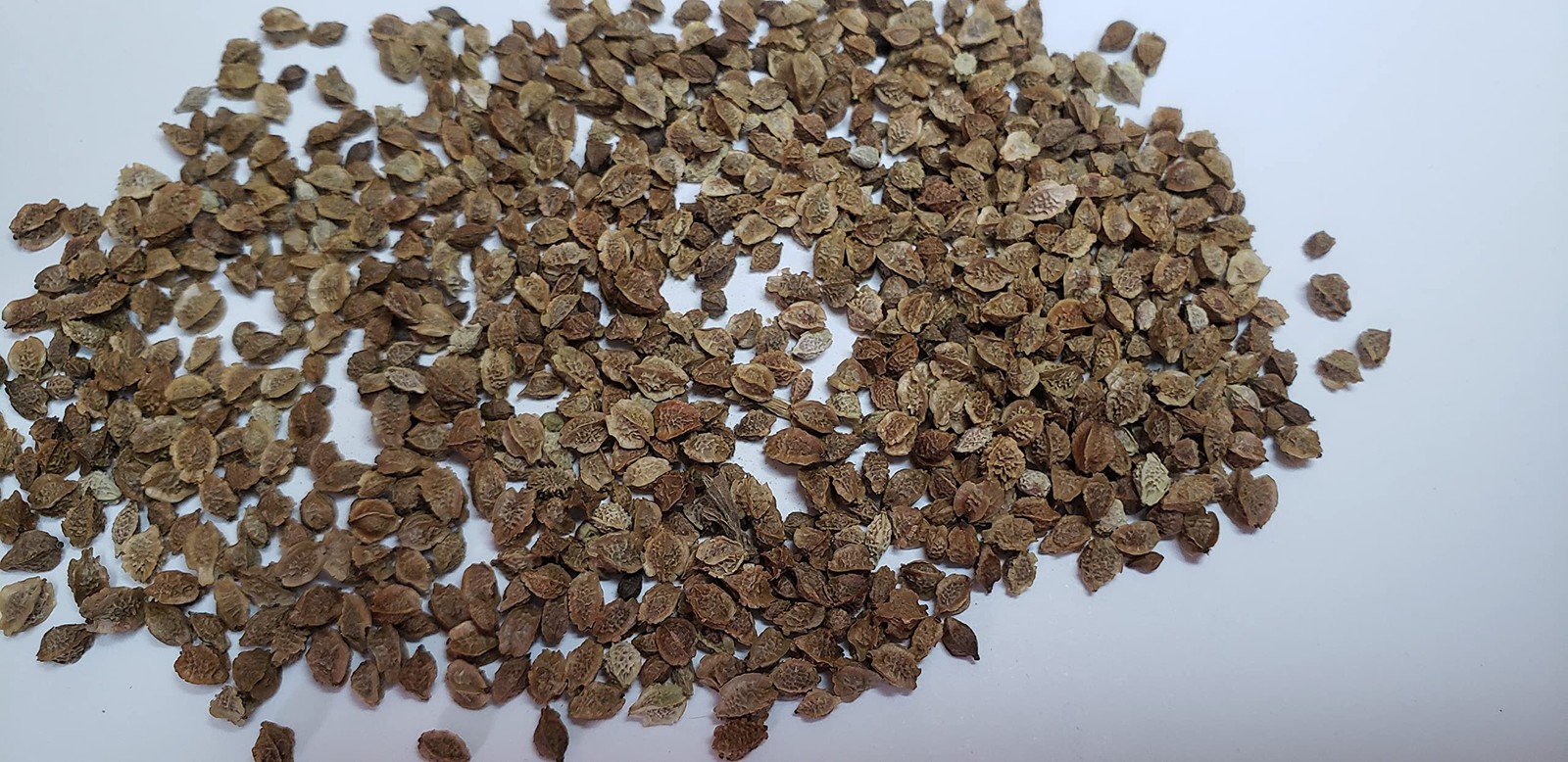 Salad Burnet Herb Seeds Alternative Salad Green and Easy-to-Grow Herb Harvest