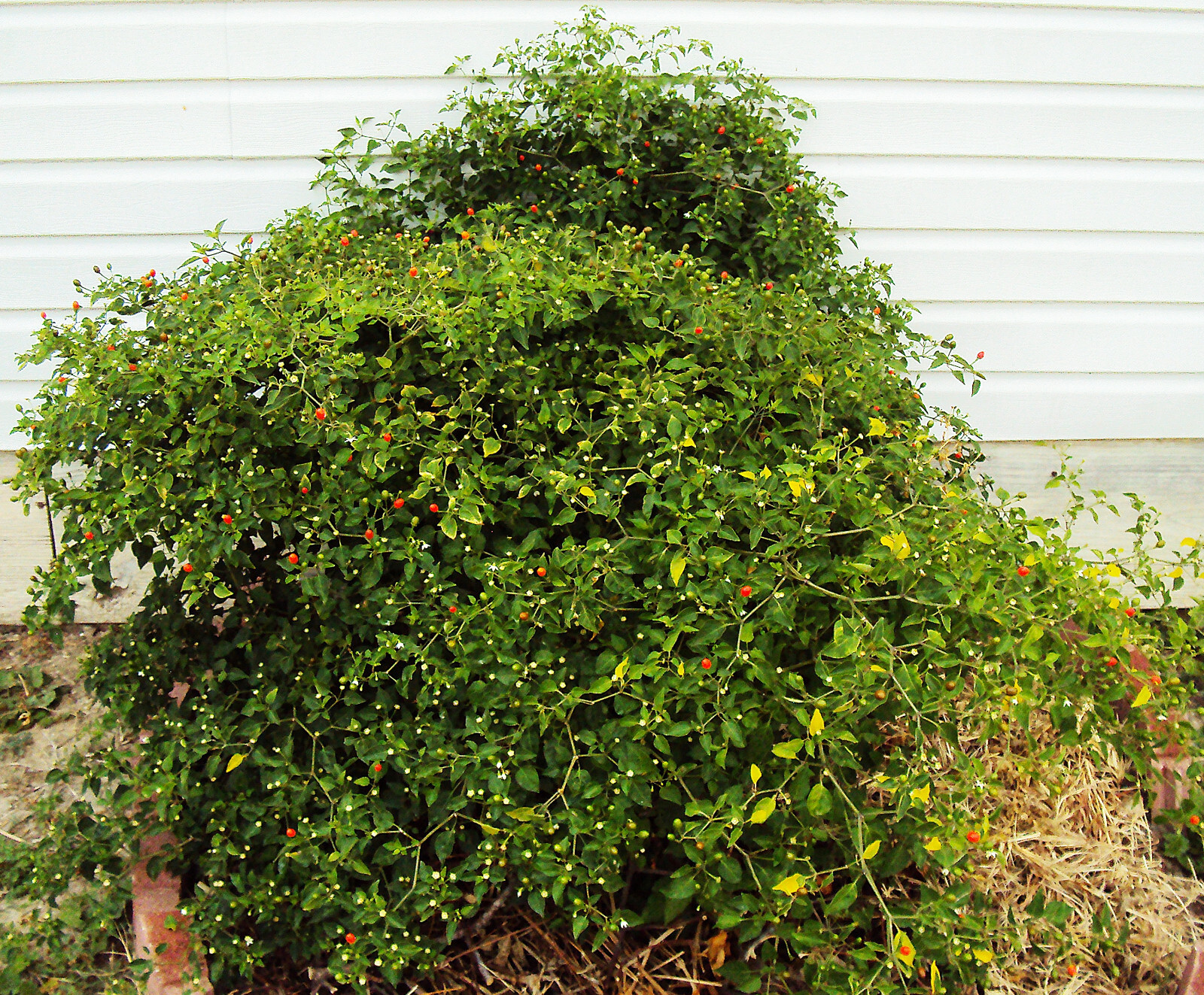 Chiltepin Bird’s Eye Wild Chili Heirloom Pepper 50 Premium Seeds – VERY HOT