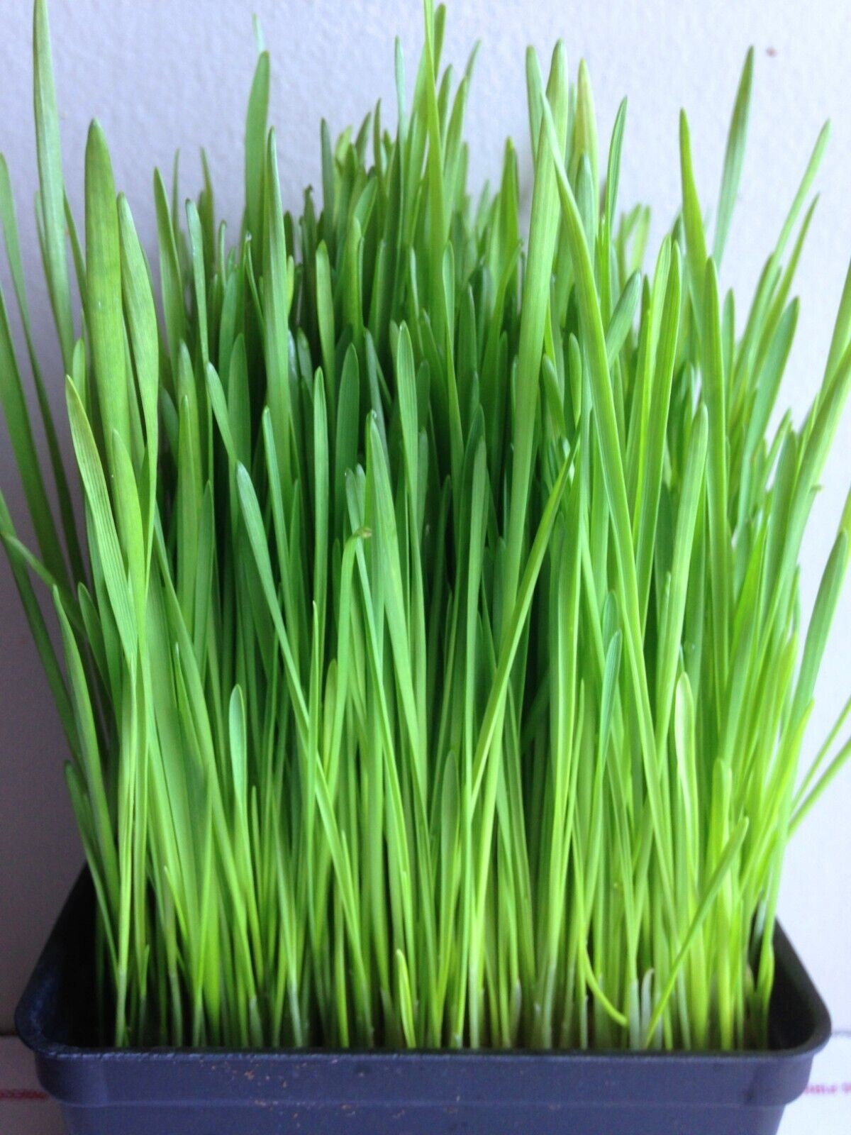 Wheatgrass Seeds – Cat Grass – Seeds – Non Gmo 600-700 seeds
