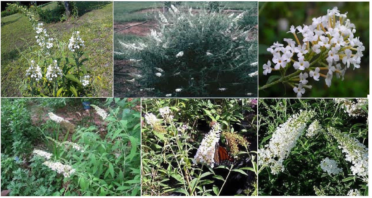 #50 Special Listing For 7 Different Kinds Of Butterfly Bush Seeds