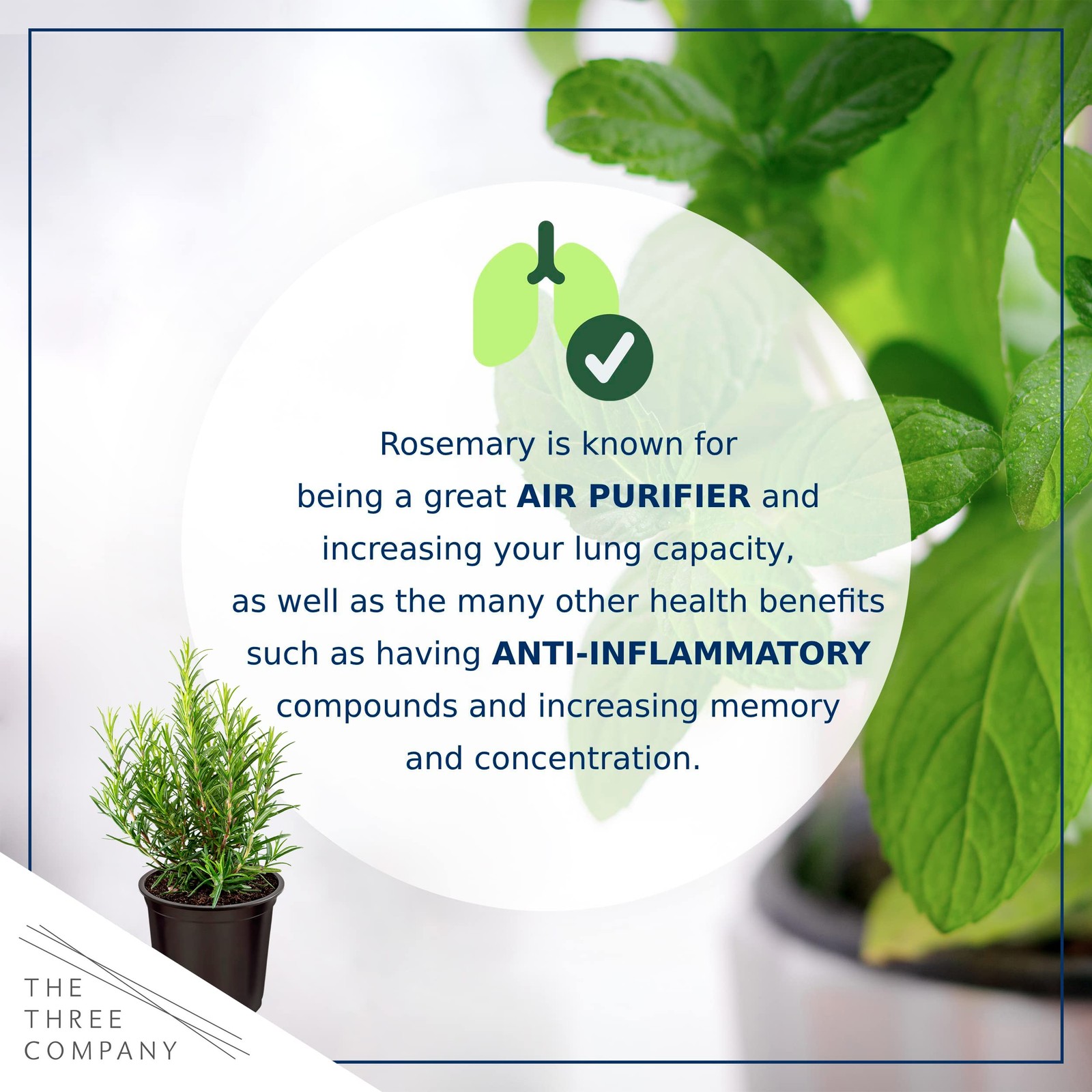 Aromatic Edible Rosemary Herb Pack – Enhances Breathing & Air Quality, 8″x3″