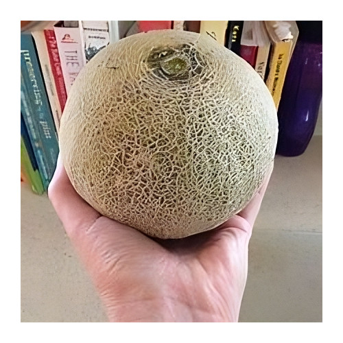 Melon Minnesota Midget Great Heirloom Vegetable by Seed Kingdom 1 Oz Seeds