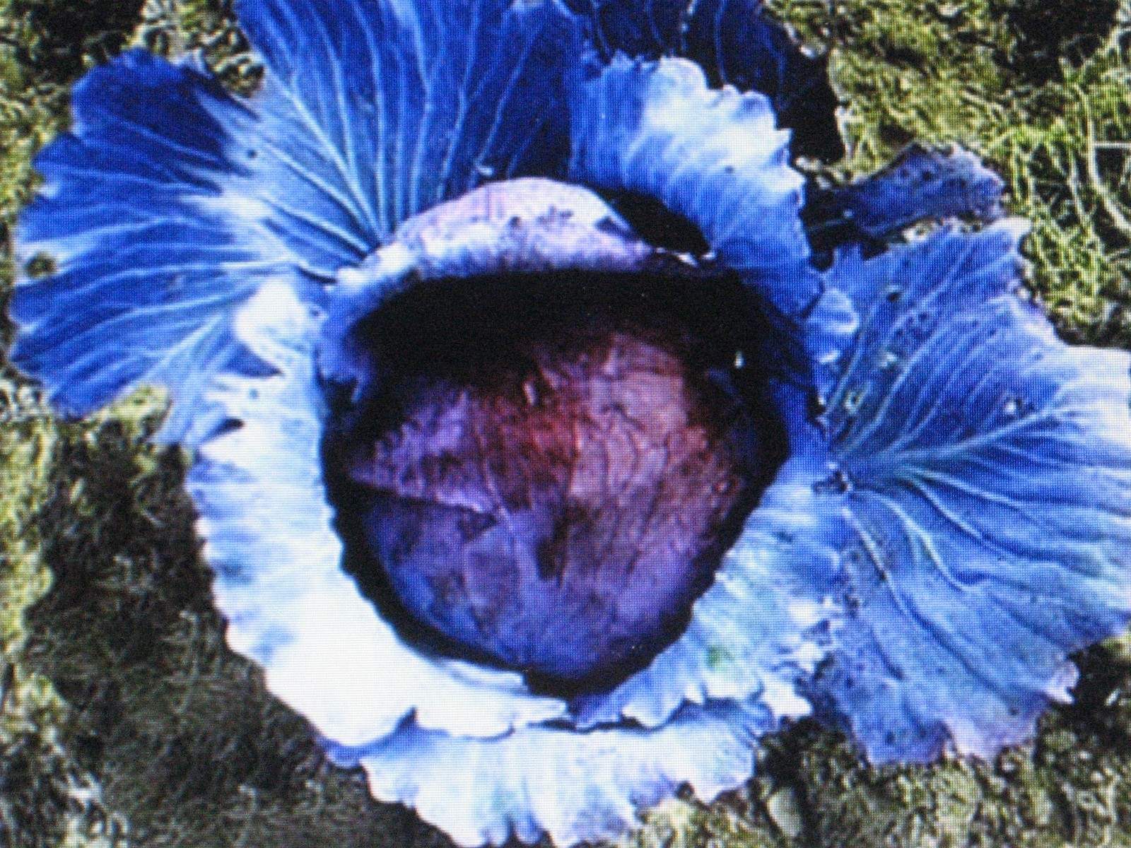 MAMMOTH RED ROCK CABBAGE*150 SEEDS*