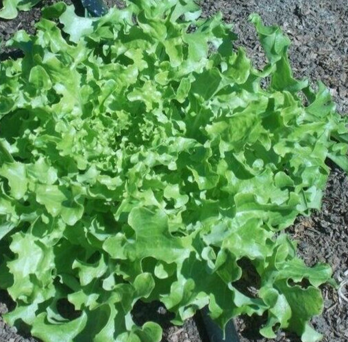 1 Gram Fresh | NON-GMO | Salad Bowl Leaf Premium Lettuce Seeds-B 44
