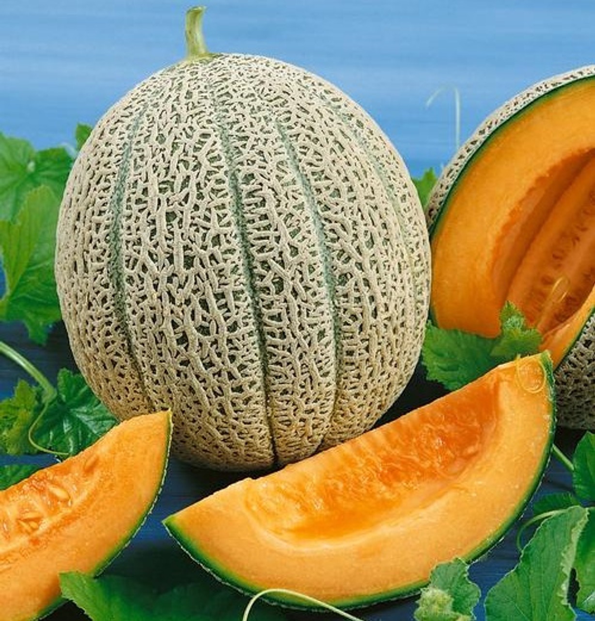 Hales Best 45 PMR Melon Seeds, Untreated Free Shipping!