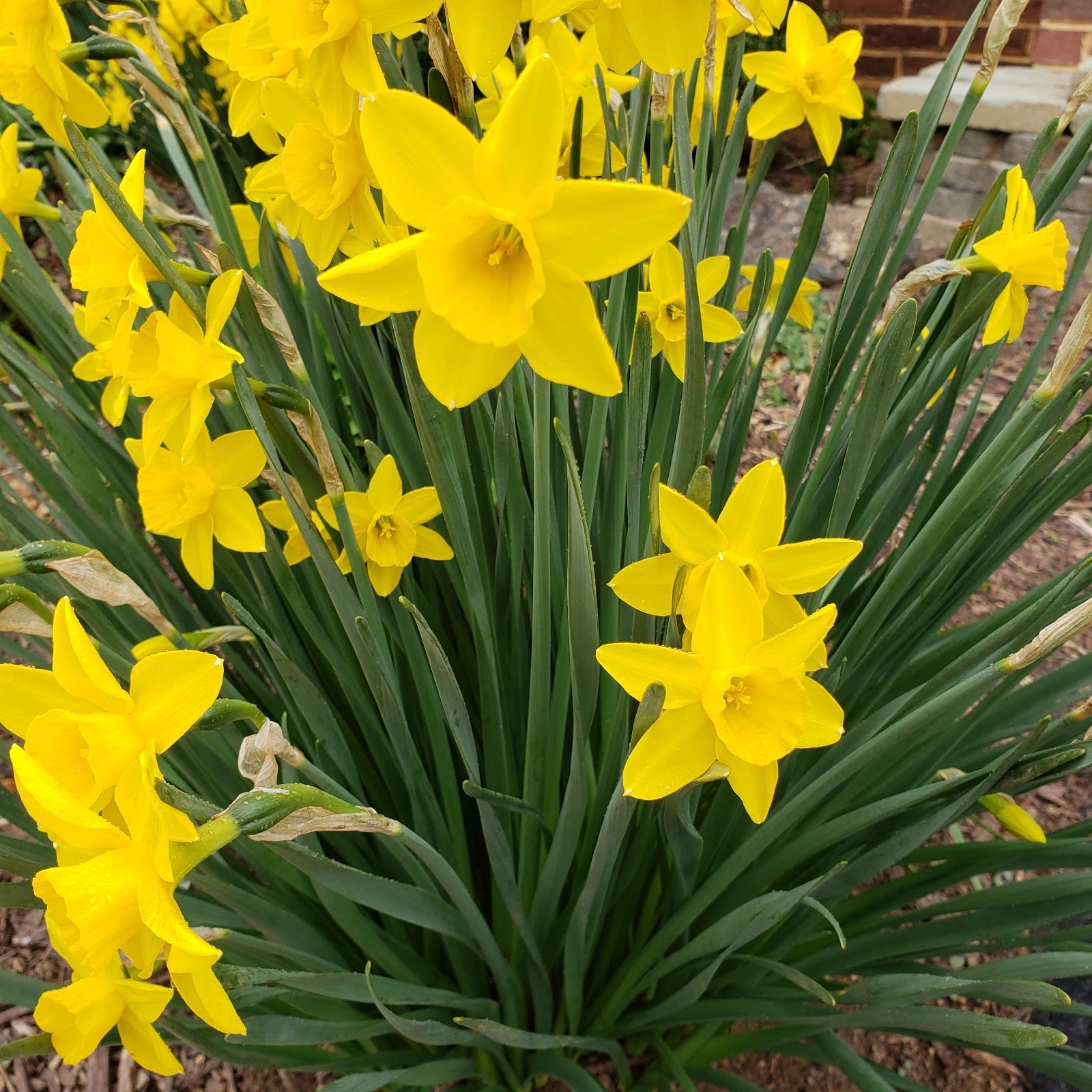 10 Yellow DAFFODIL bulbs Lent Lily (Narcissus pseudonarcissus) Beautiful Flower