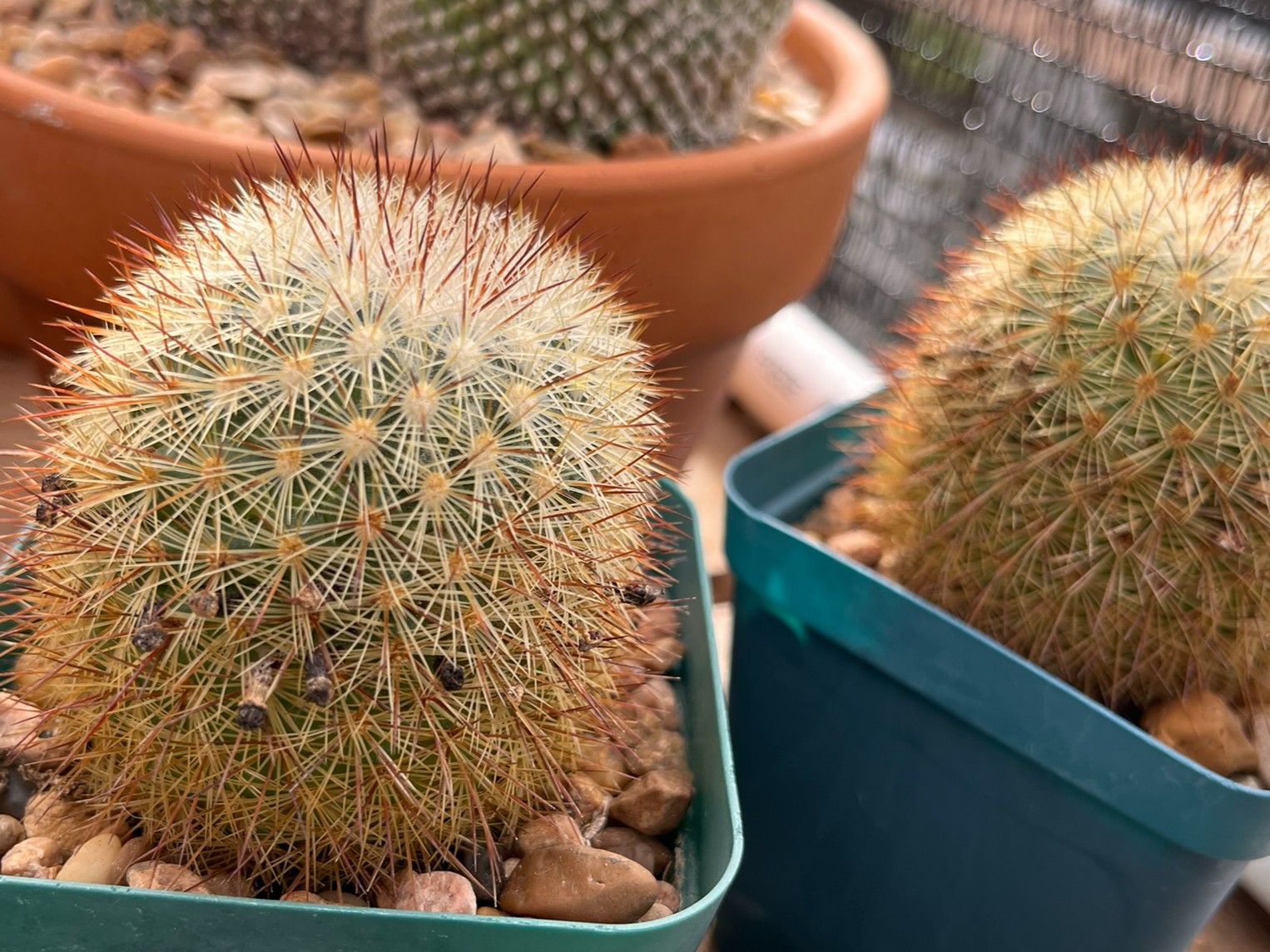 Seed- Mammillaria densispina 25+ seeds (2025)