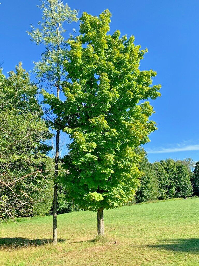 Northern Sugar Maple Tree | Premium Seeds | Acer saccharum ‘Summer’ | Plants’®