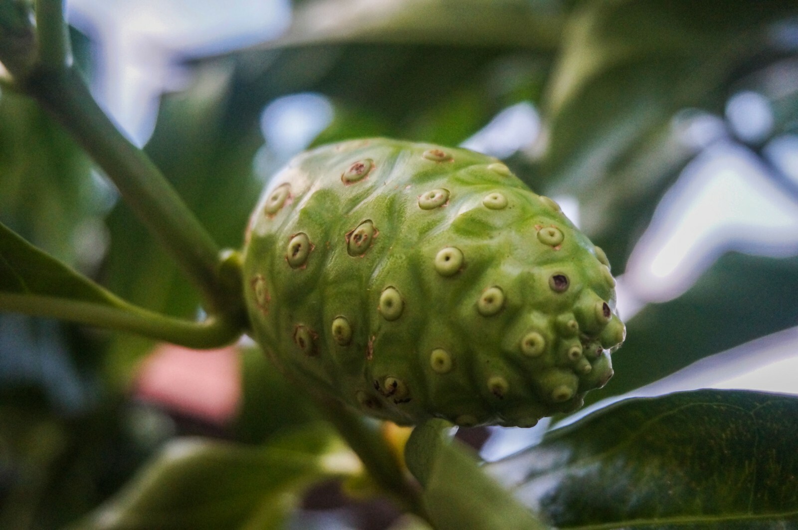 Indian Mulberry – 10 seeds Tropical Plant Morinda citrifolia Container-Standard