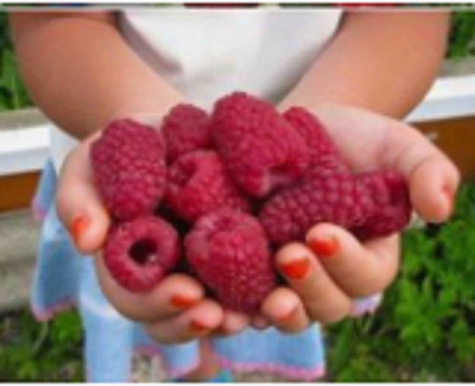 RARE SWEET JUMBO RASPBERRY Fruit plant Tree 10 SEEDS -Combined Shipping (USA )