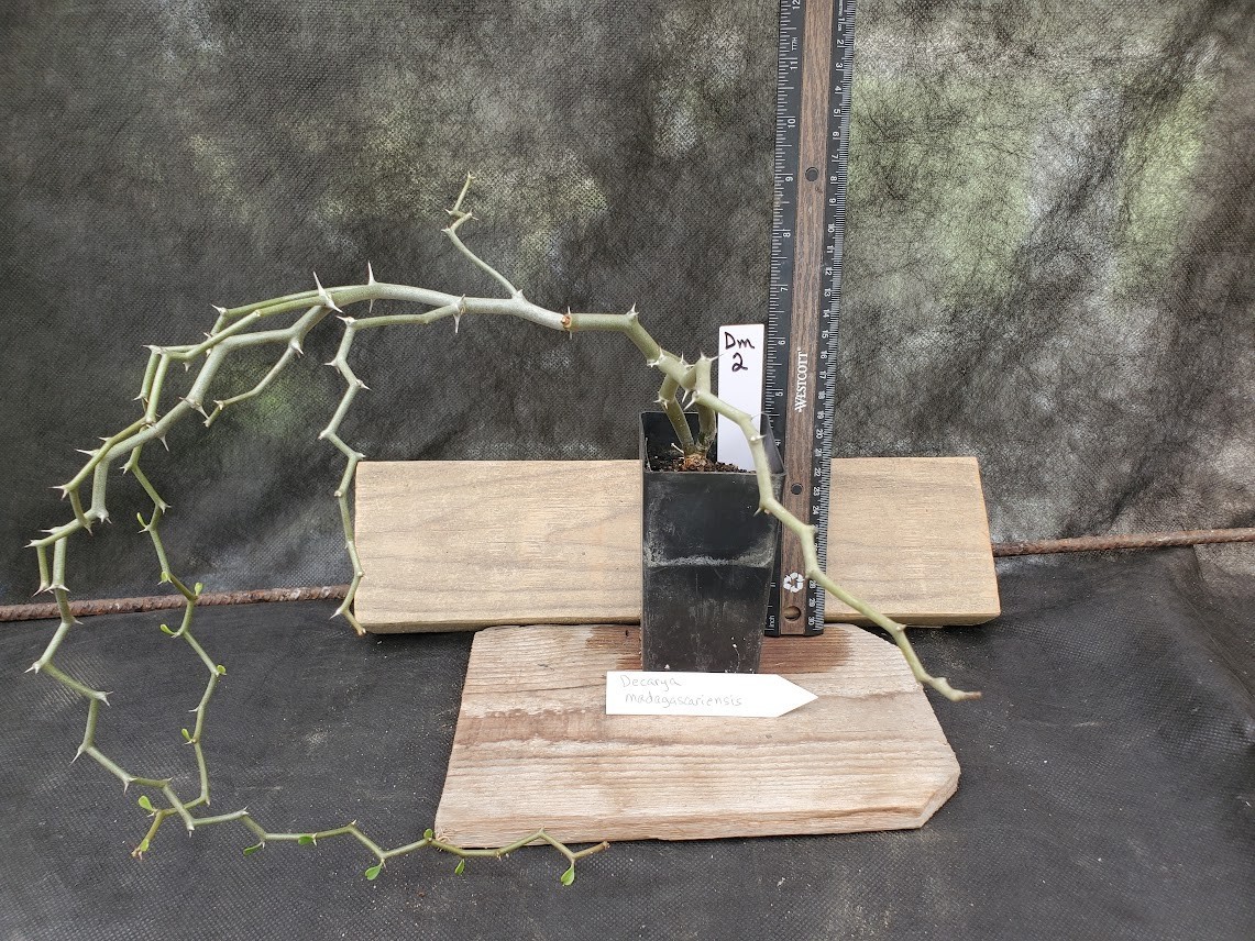 Decarya madagascariensis – Zig Zag Plant – Madagascar – Rooted Lot Dm2