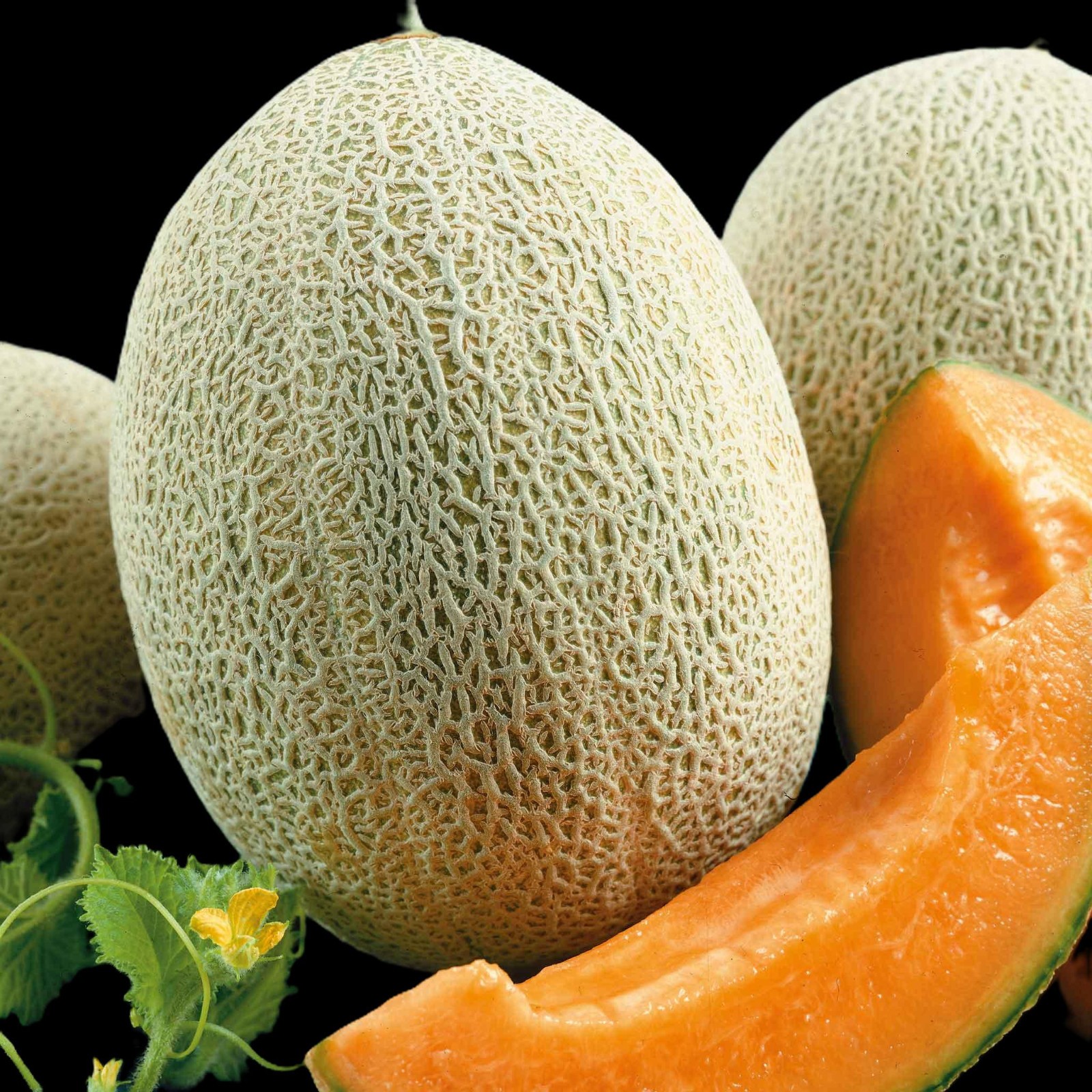 Hales Best 45 PMR Melon Seeds, Untreated Free Shipping!