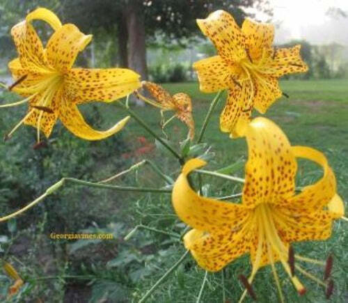 Lilium amabile var. luteum | 10 Seeds