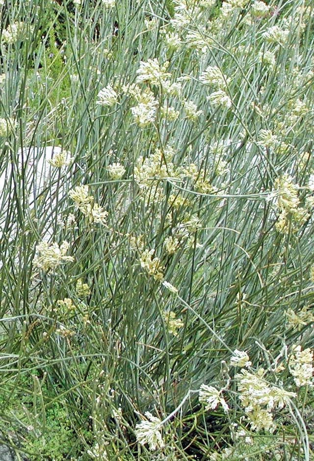 Asclepias subulata | Rush Milkweed | 10 Seeds