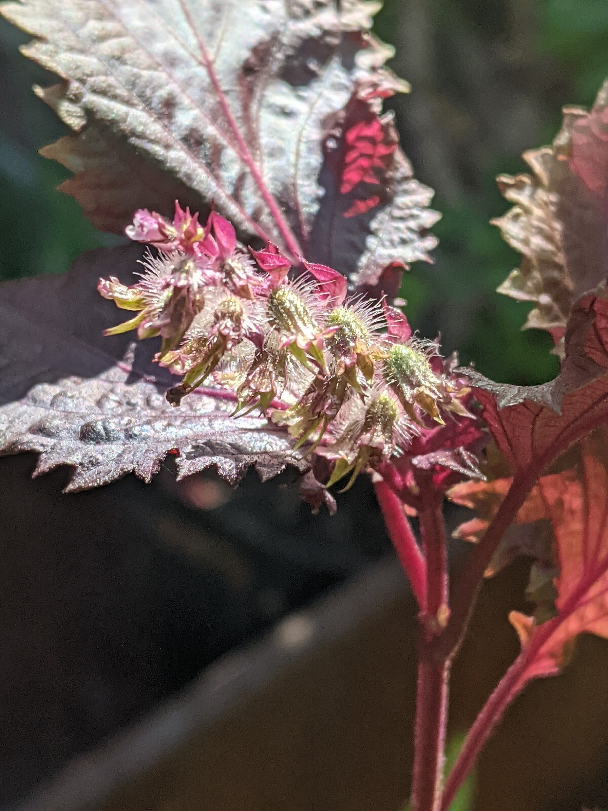 Purple Basil Perilla (100+ Seeds) Shiso Red Mint – 2023 Harvest Grown In The USA
