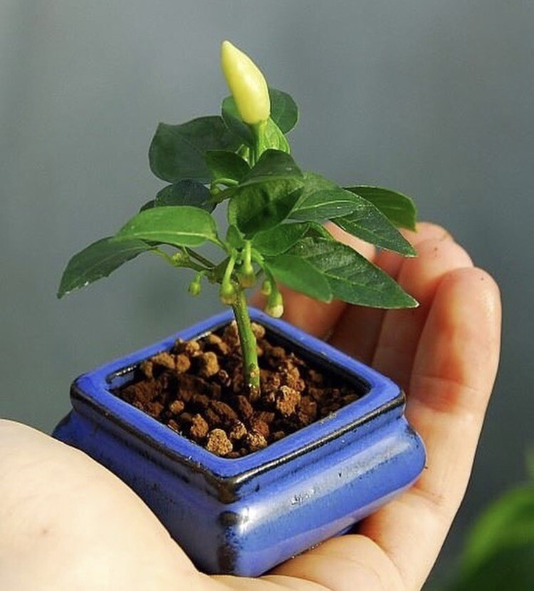 Random Bonchi Pepper Bonsai Plant Seeds “Ten Seeds” Habanero Reaper Ghost
