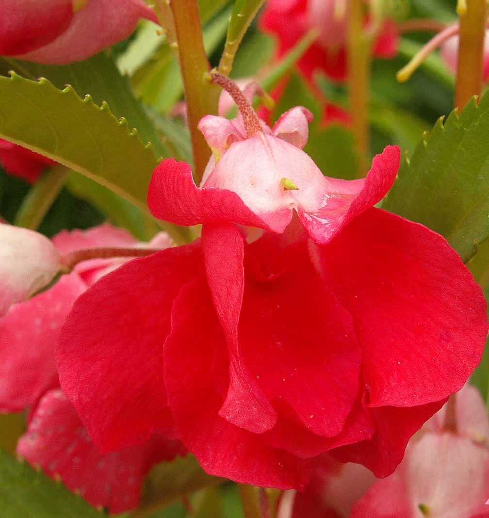 Balsam CAMELLIA FLOWERED Mix Impatiens Double Blooms PartShade Non-GMO 200 Seeds