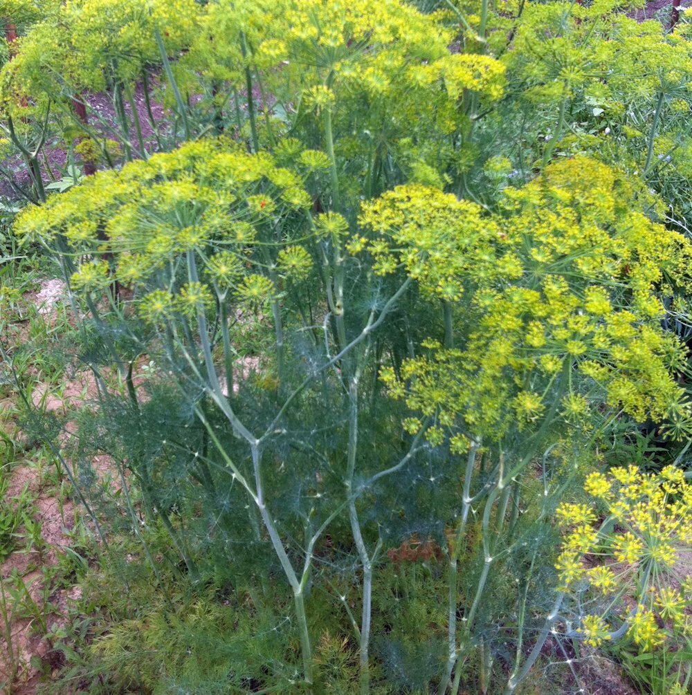 ESSENTIAL KITCHEN SURVIVAL! 5 CULINARY herb varieties great taste NON-GMO SEEDS