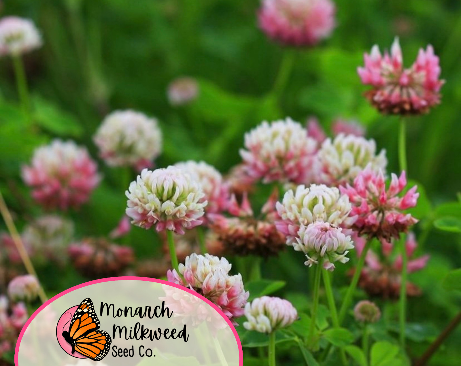 12200+ Alsike Clover Flower Seeds | Native Wildflower for Pollinators & Bees