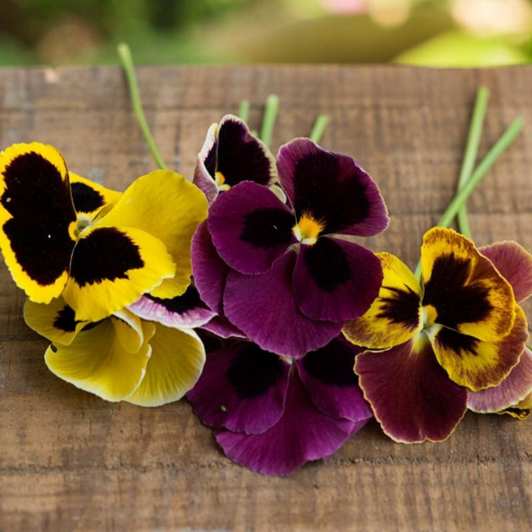 Fresh Premium Pansy Seeds | Swiss Giants | Heirloom Non-GMO | Flower seeds