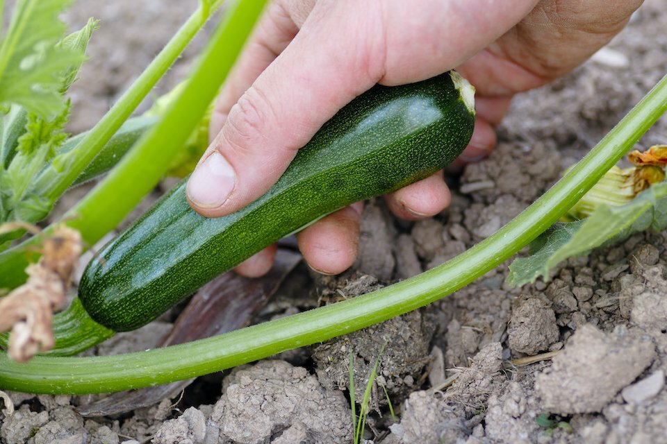 Dark Green Zucchini Seeds, Non GMO – Heirloom, FLAVORFUL and EARLIER THEN MOST