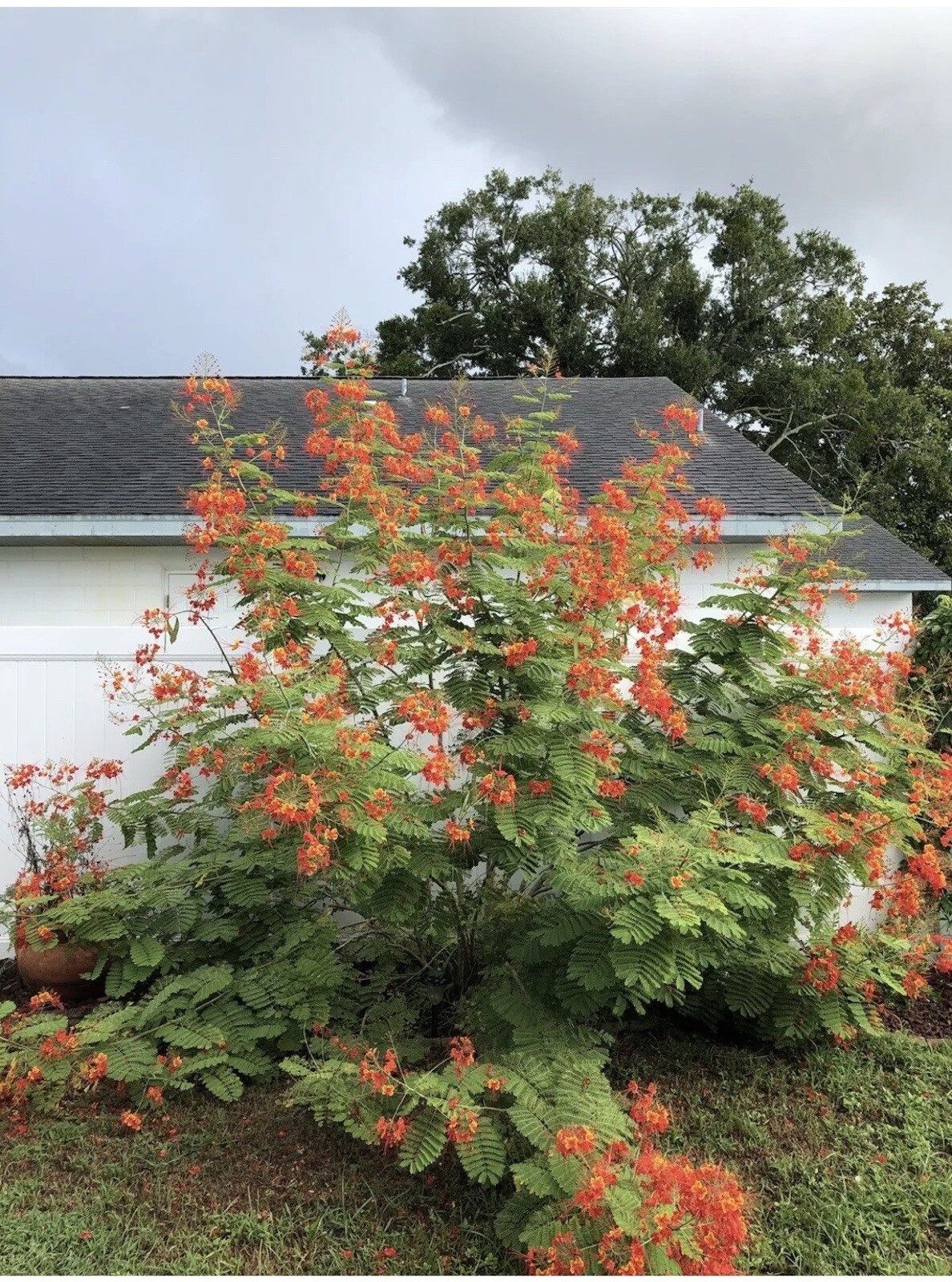 30 seeds Caesalpinia Pulcherrima PRIDE OF BARBADOS Dwarf Poinciana