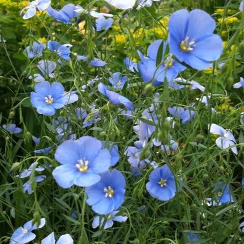 1000 Seeds Linum Usitatissimum Sky Blue Flax Drought Tolerant Plant Seed