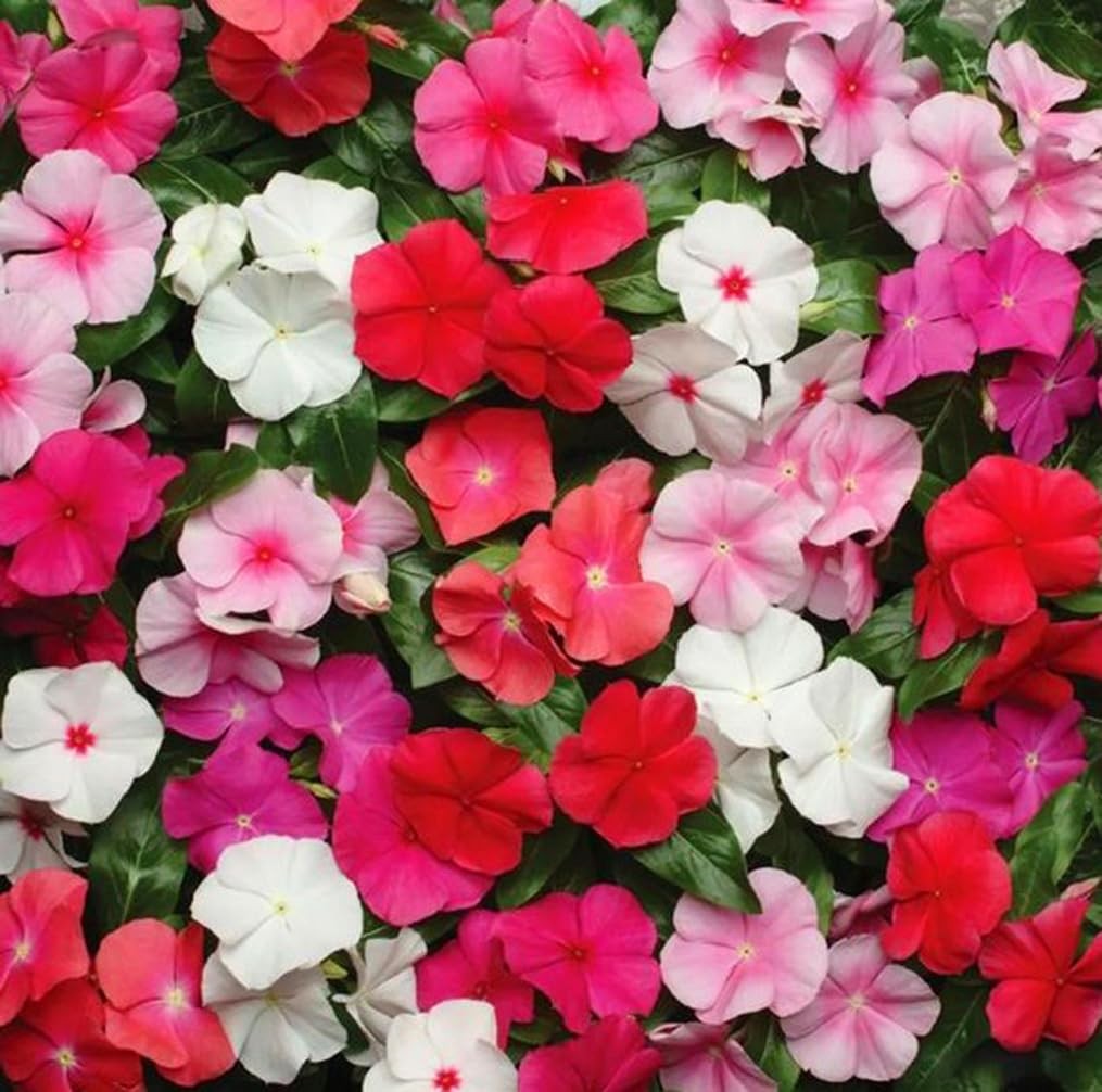 100PCS Mixed Vinca Minor Seeds Periwinkle Home Garden Seeds Heirloom Flower
