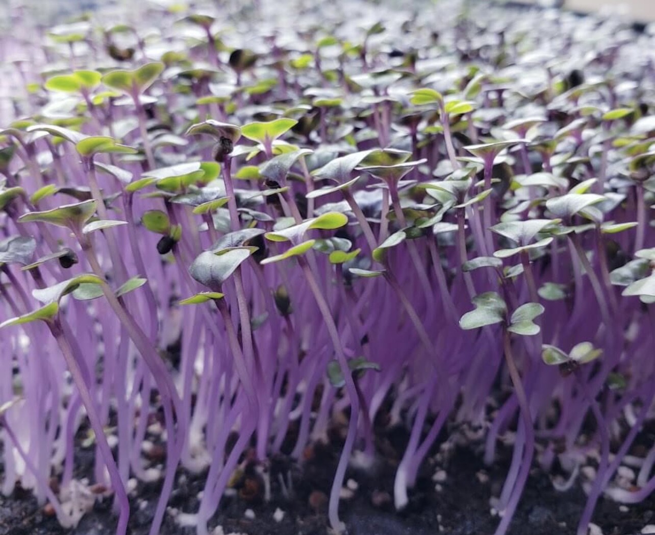 Red Acre Cabbage Seeds | Heirloom | Organic | Cold Tolerant | Disease Resistant