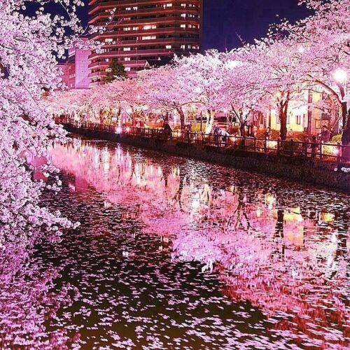 JAPANESE SAKURA CHERRY BLOSSOM TREE SEEDS (Prunus sargentii) Hardy Flower Plant