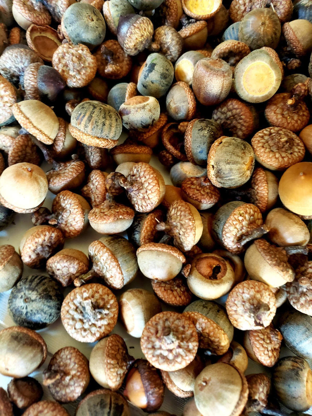 1/2 POUND Mixed Variety Acorns. Oak Tree Acorns. Handpicked Daily!