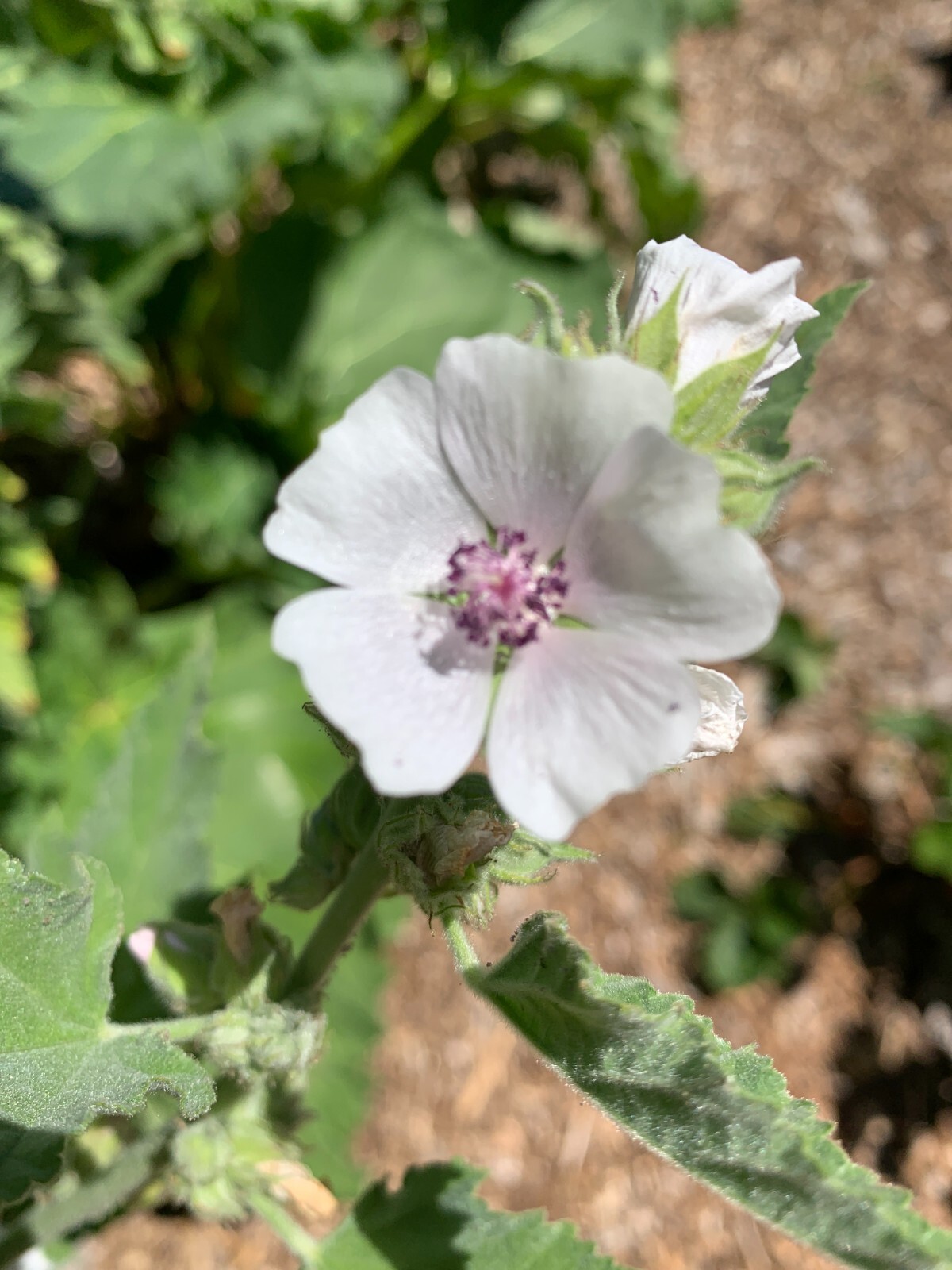 25 Organically Grown Marshmallow Seeds (Althaea Officinalis) – Medicinal Herb
