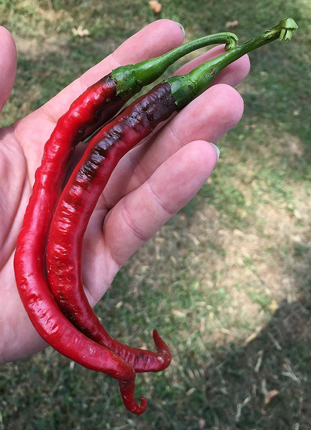 Joes Long Cayenne Heirloom Pepper Premium Seed Packet + More