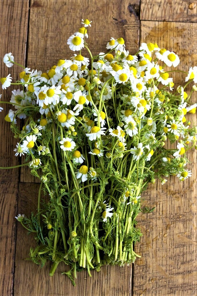 Chamomile 3500+ Seeds, Teas + Medicine