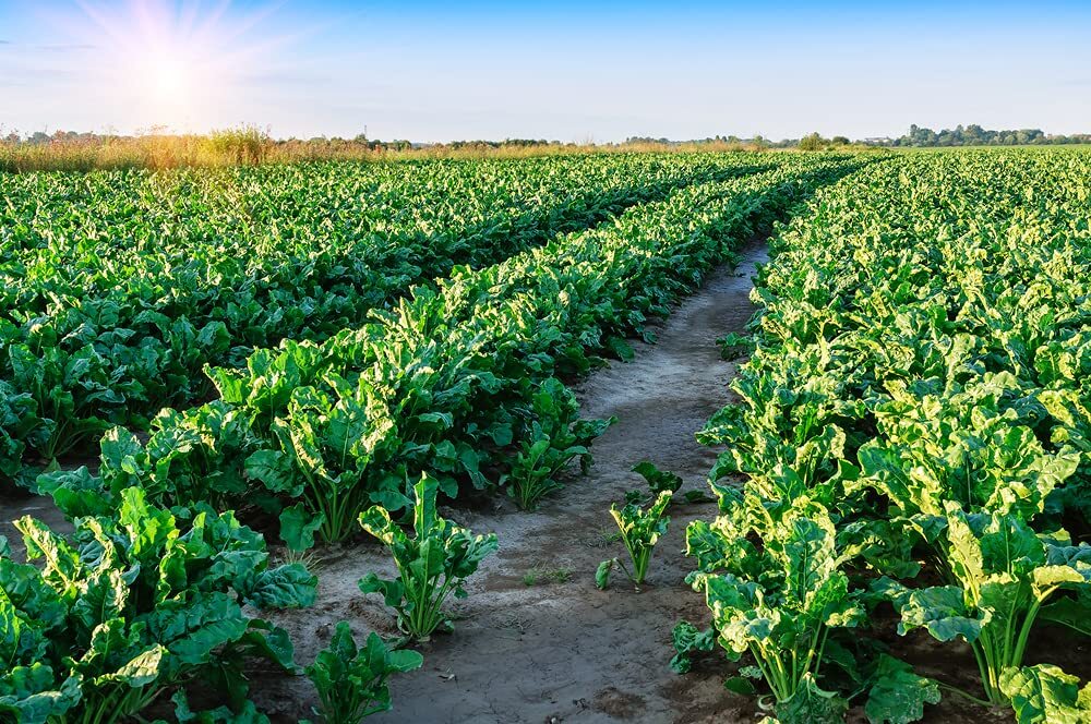 Sugar Beets Deer Food Plot Seeds – 500 Seeds to Grow – Whitetail Deer Go Wild