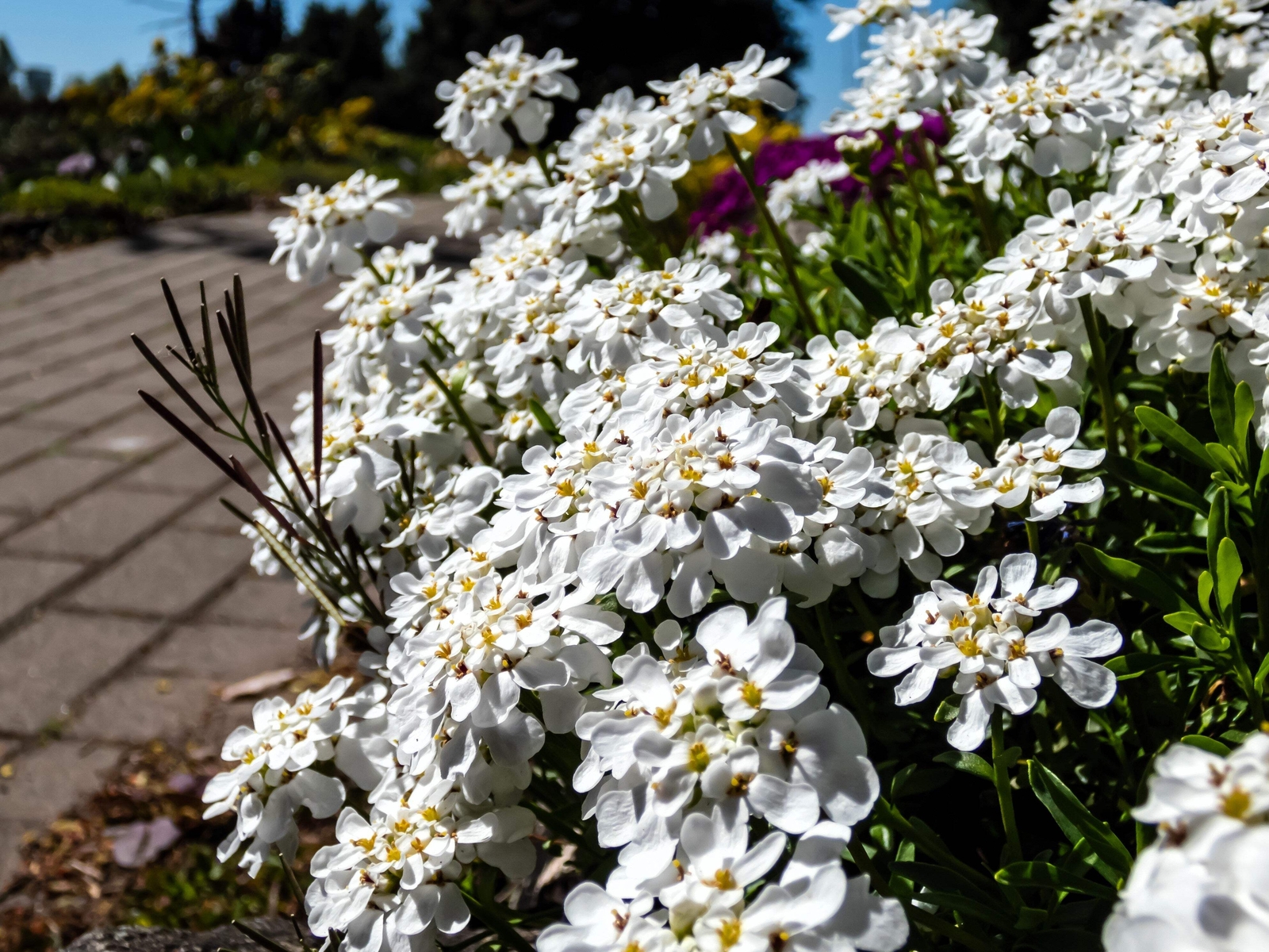 1000 WHITE EMPRESS CANDYTUFT Iberis Amara Flower Seeds *Flat S/H