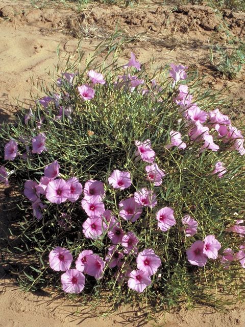 Ipomoea leptophylla BUSH MORNING GLORY – Perennial – Seeds!